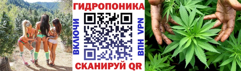 Бошки Шишки гибрид  кракен   Сосенский 